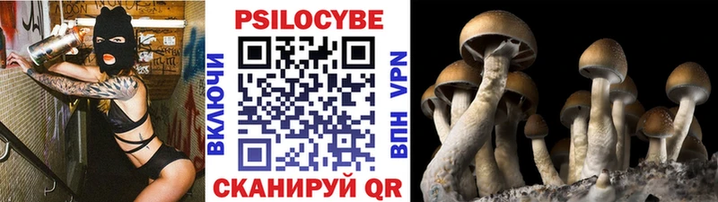 где купить наркоту  Тихорецк  кракен зеркало  Псилоцибиновые грибы Psilocybe 